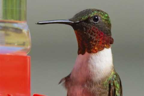 When Should You Put Out Hummingbird Feeders in the Spring?