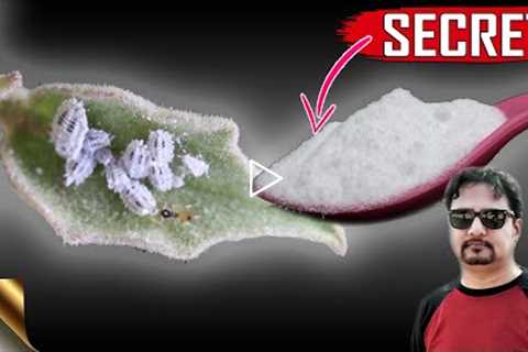 SECRET BAKING SODA HACK || The Most Powerful Organic Pesticide Mixture