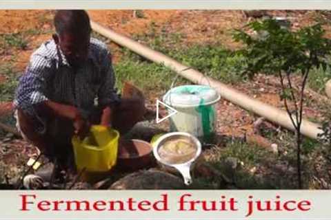 Natural Farming-How to Prepare Fermented Fruit Juice!