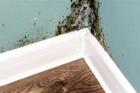 Is it ok to live in a house with mold?