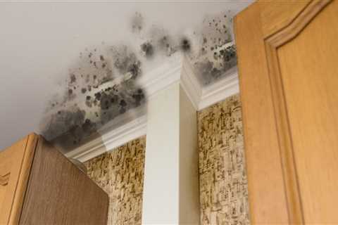 Whole house mold remediation?