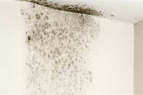 What permanently kills black mold?