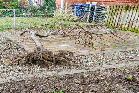 How to Remove a Tree Stump From Your Yard - SmartLiving - (888) 758-9103