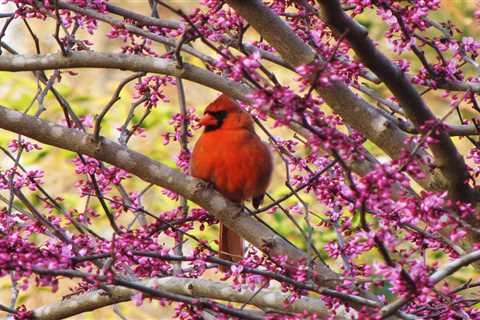 10 Types of Flowering Trees