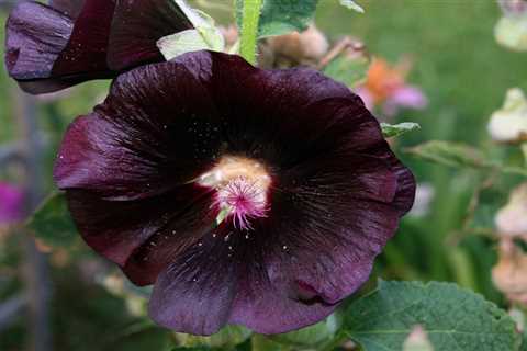 12 Black (or Almost Black) Flowers We Love