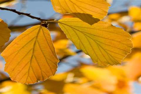 Best Shrubs for Fall Leaf Color