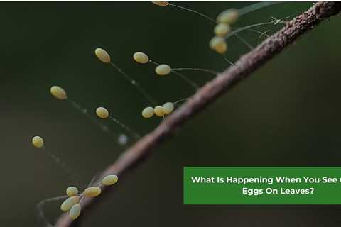 What Is Happening When You See Green Eggs On Leaves?