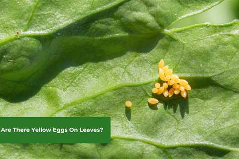 Why Are There Yellow Eggs On Leaves?