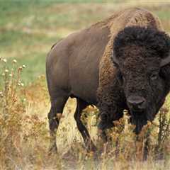 4 Tips For Cooking With Bison