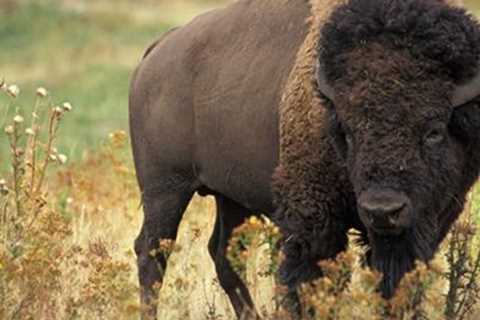 4 Tips For Cooking With Bison