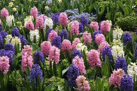 Guide To Growing and Forcing Hyacinth Bulbs