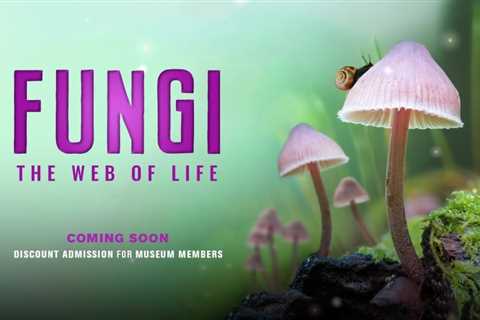 Björk Takes You on a Journey into the Vast Kingdom of Mushrooms with the New Documentary Fungi: Web ..