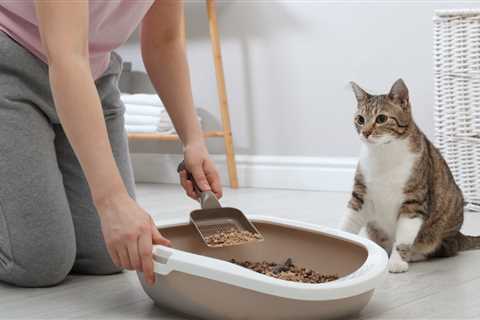 From Classic to Creative: A Guide to Cat Litter Boxes