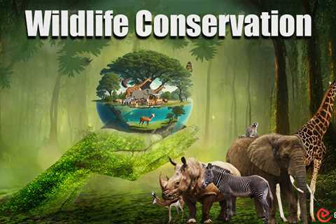 Essay on Wildlife Conservation