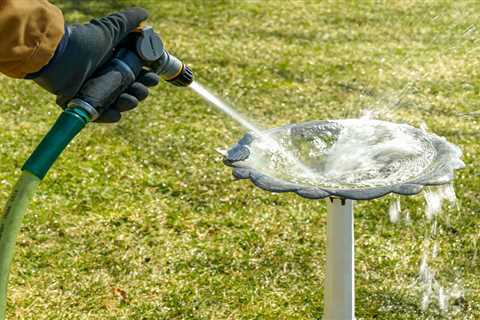 How to Clean a Birdbath the Right Way