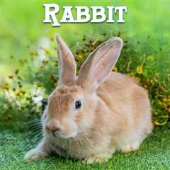 Essay on Rabbit