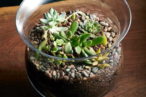 How To Make a Terrarium