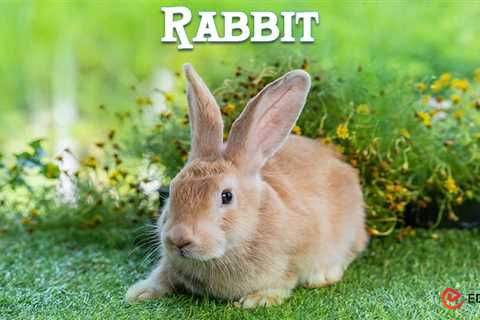 Essay on Rabbit