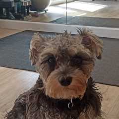 Pet fitness and wellness trends for a healthier and happier dog