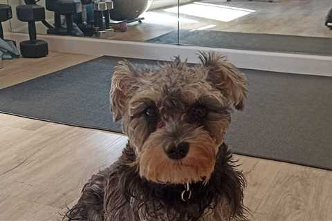 Pet fitness and wellness trends for a healthier and happier dog