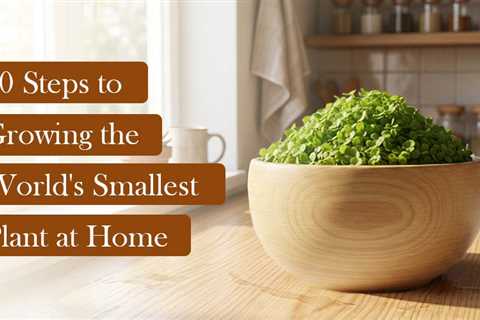 How to Grow Wolffia at Home?